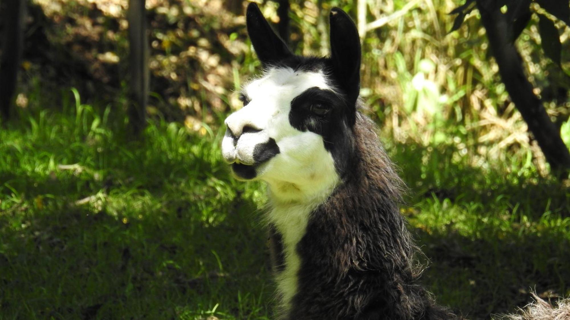 Hotel Hacienda Jimenita Wildlife Reserve